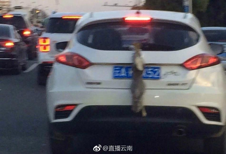 黄色三级录像片