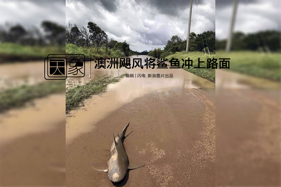 蕾拉外流