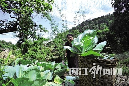 免费播放永久黄色视频