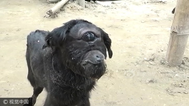 黄色网站入口链接