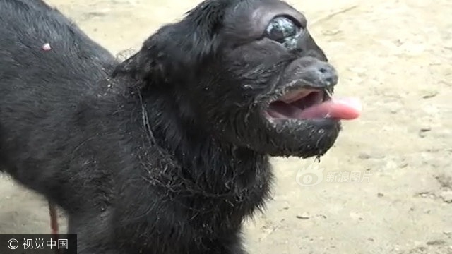 操肥妇肥腚