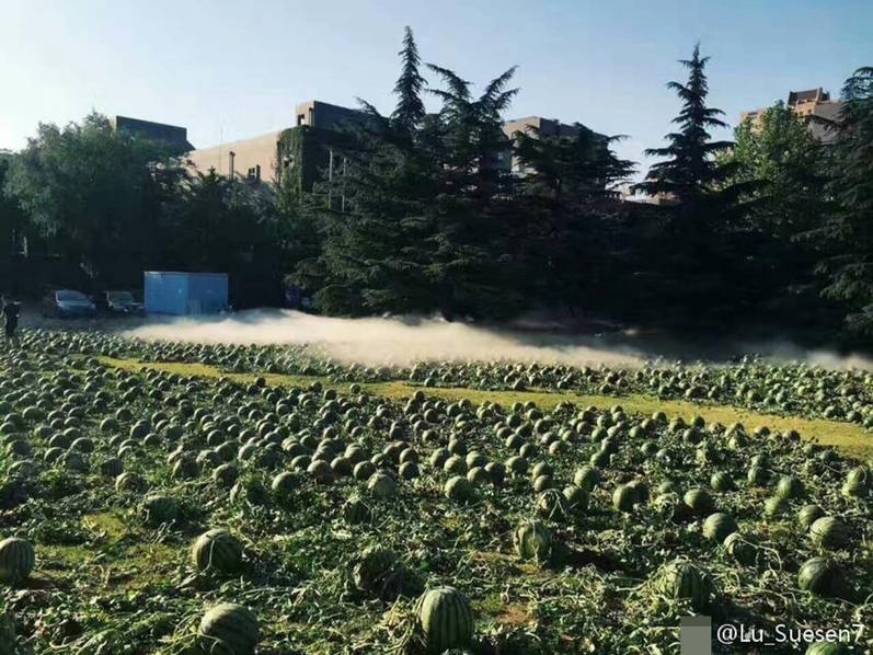 欧美在线三级片