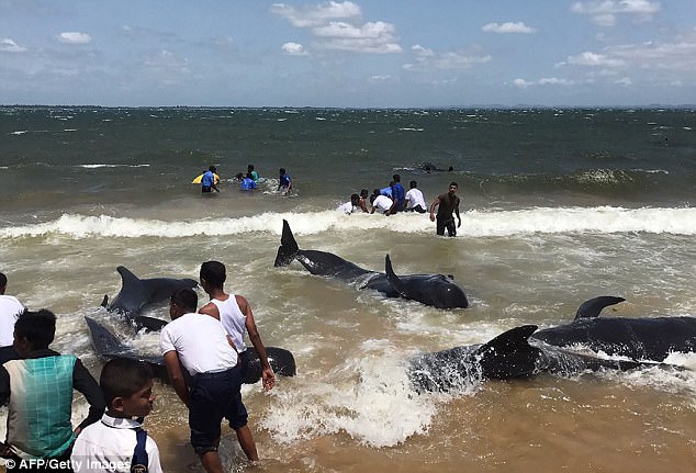 飓风袭来 20条鲸鱼被冲上岸