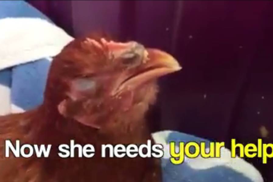 美国一动物组织200人围堵华人家禽店 硬闯“救鸡”