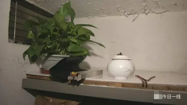 下免费黄色网站