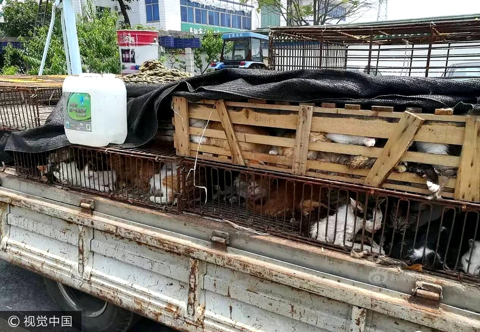 给我找个黄色网站