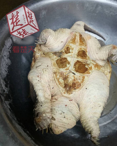 91TV国产成人 福利
