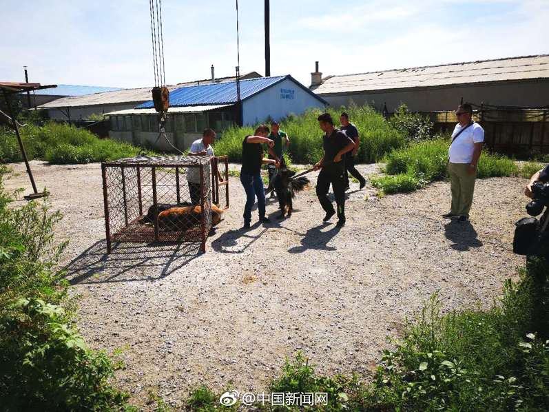 223寝室的杨国强，网络视频与剧情探索