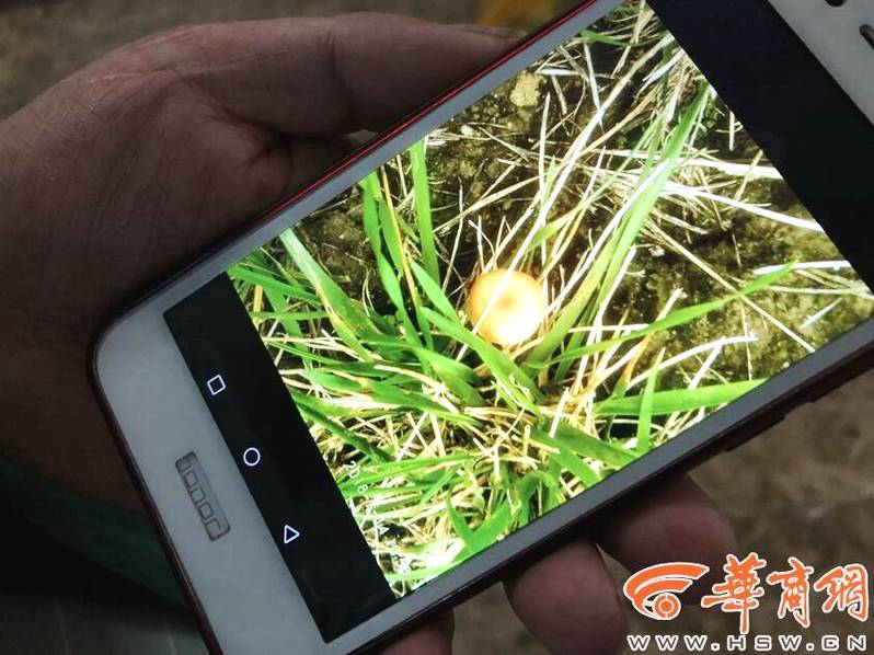 欧美另类性爱
