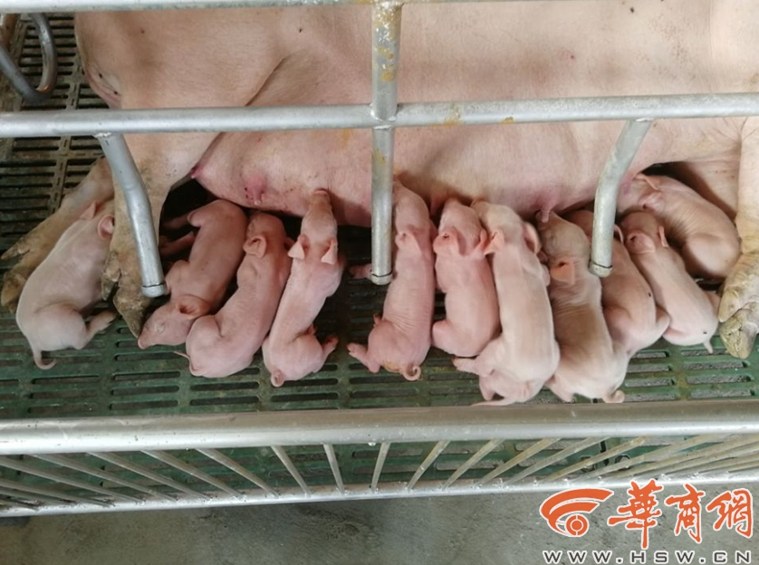 无码 内射 在线观看