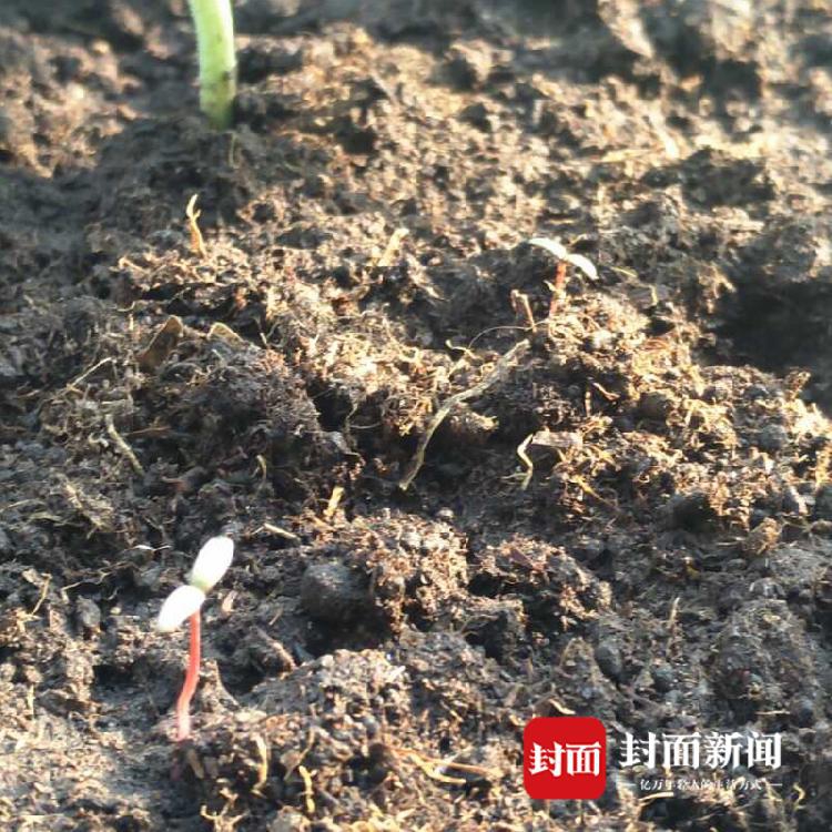 能看大片的黄色网站