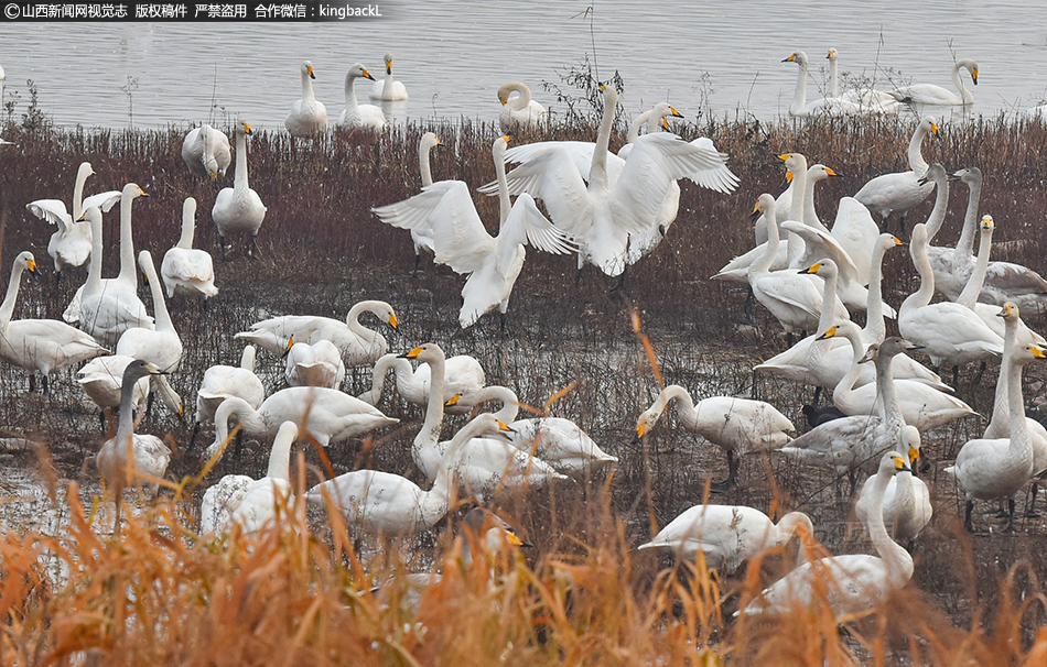 2024最火爆娛樂神作！Joker123下載指南：揭秘讓你隨時隨地翻轉人生的致富密碼 