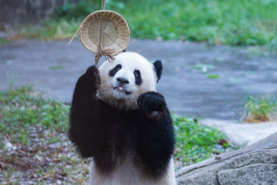 黃色一级A一片人与