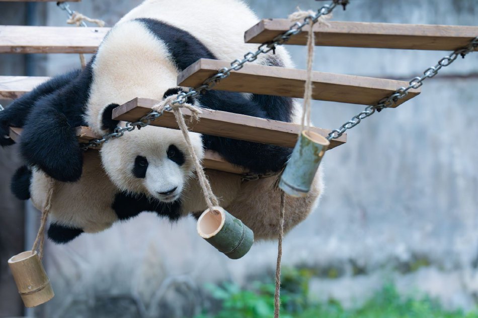 黄片