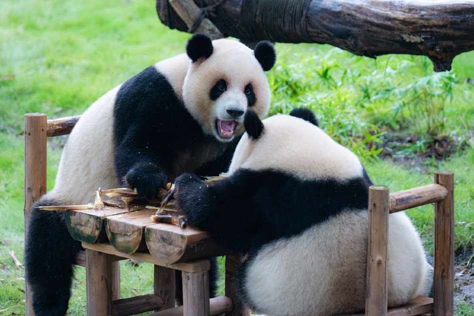 婦警
