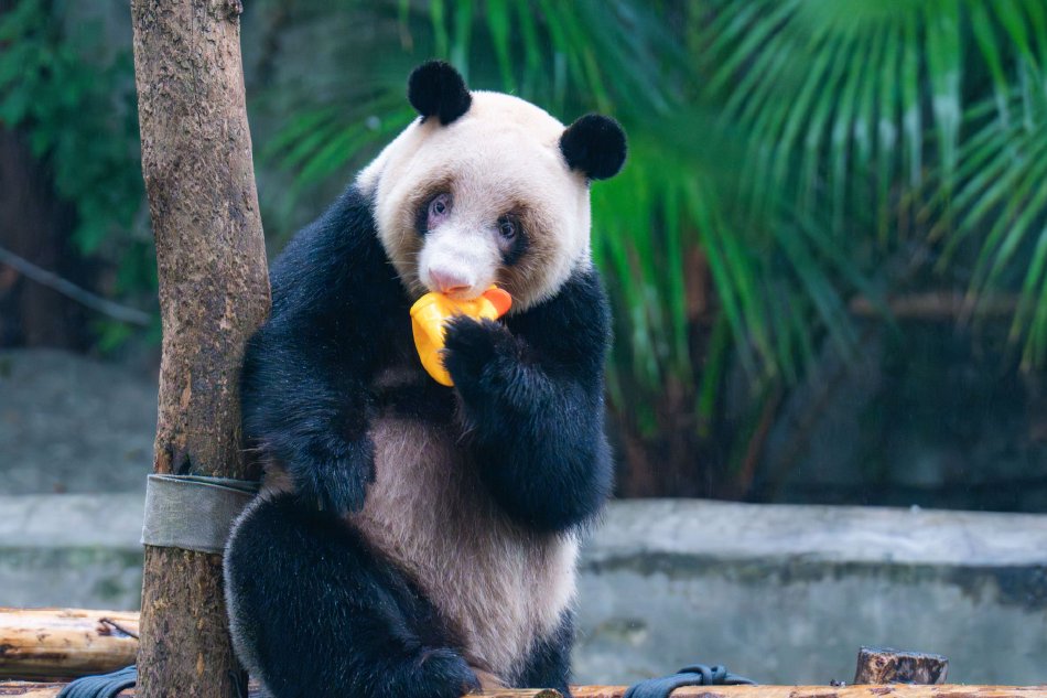 欧美中老女妇姓交