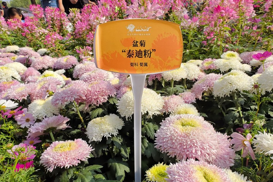 直接能看黄的网站视频