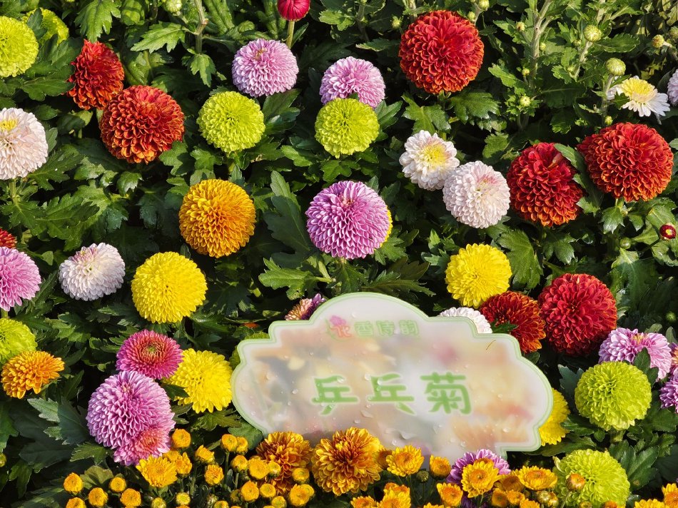 野花性爱视频