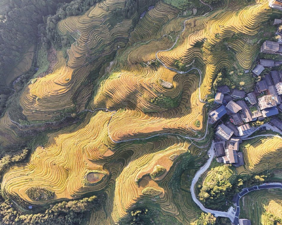 沙月