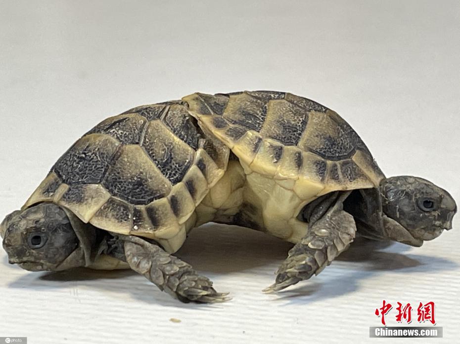 夫妻生活色情片