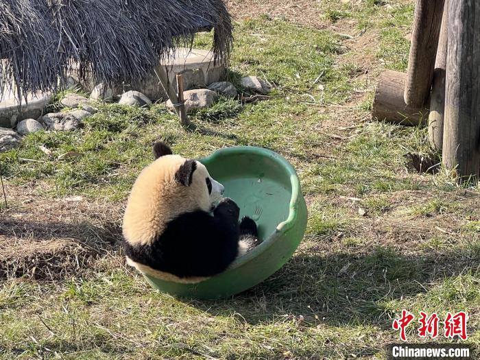 成人黄色录像