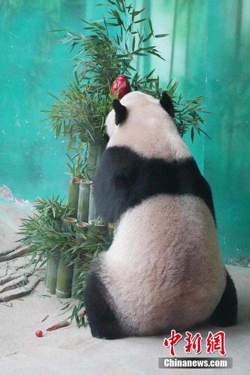 麻豆传媒直播APP下载