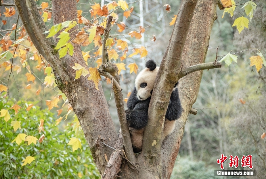 小毛片