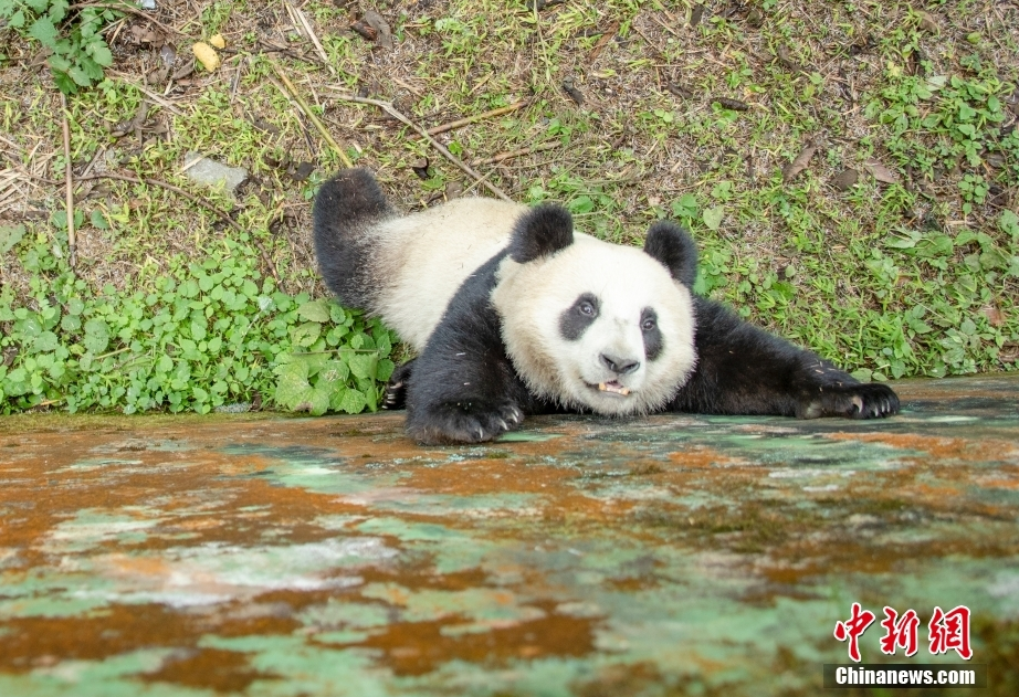 纽约轮大米