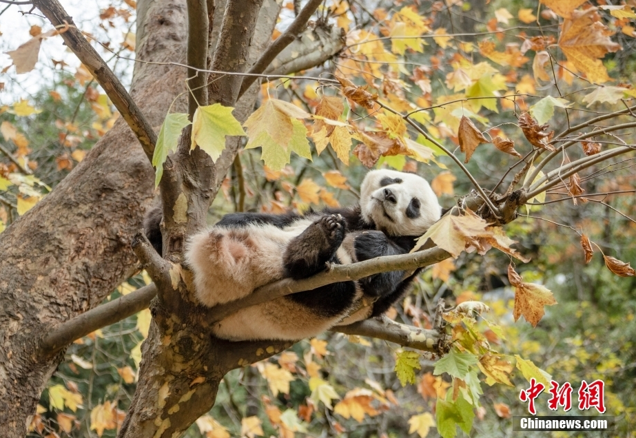 搜索黄色网