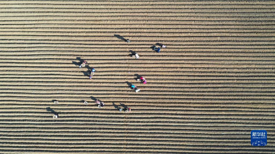 公牛与女人一级毛