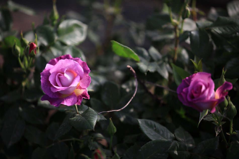 莲花直播