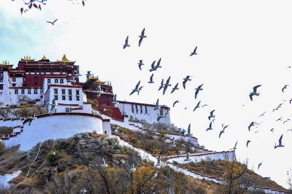 布达拉宫海拔高多少 ee1e-d402ee2776af08dfe71f1450e6bd40d3.jpg