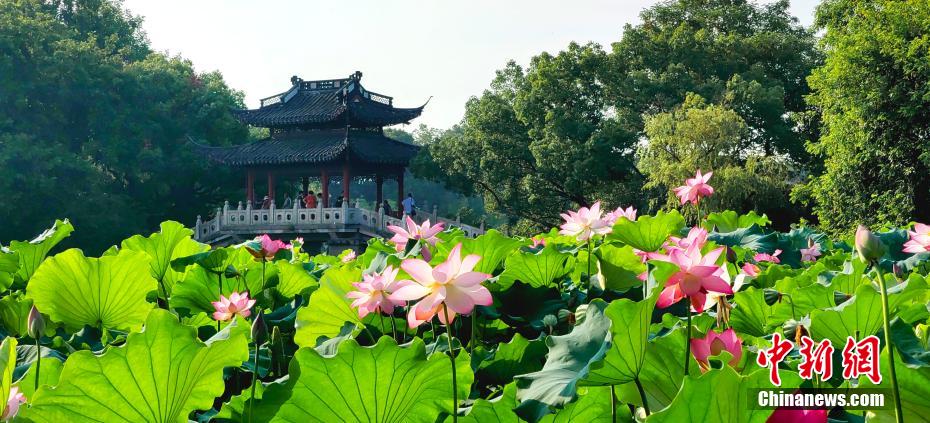 少妇免费直播