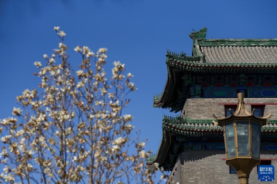 新月直播大全免费下载手机版