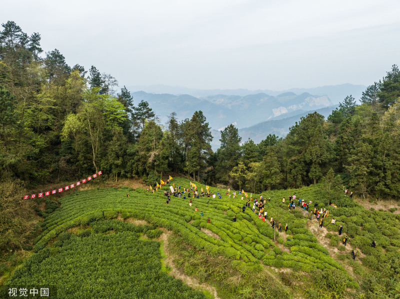 草草台湾直播