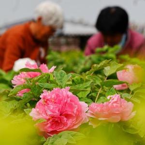 台灣人妻偷情