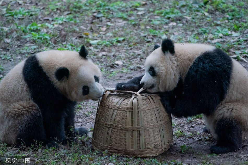 色撸