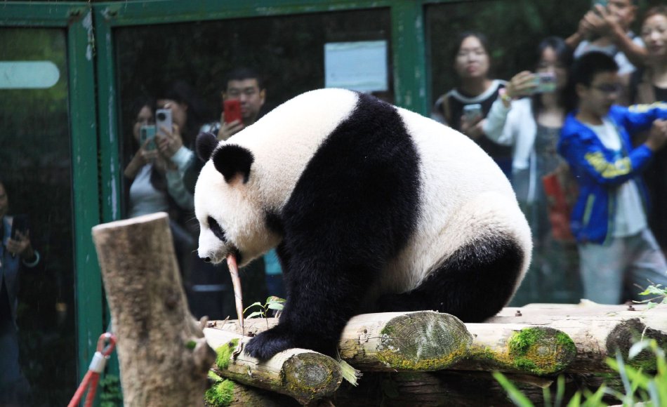 张柏 一级露下面毛
