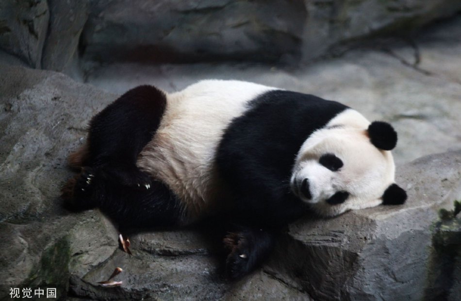 成年人高清无码免费