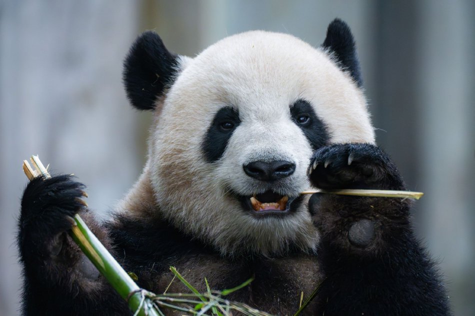 成人 高清 电影