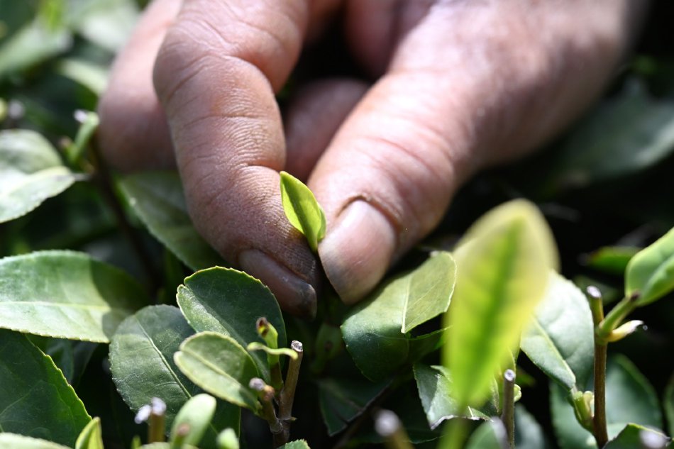桃子汉化300款黄油