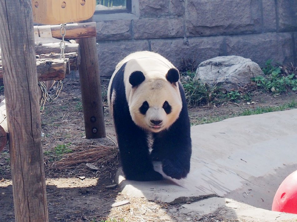 美國旗