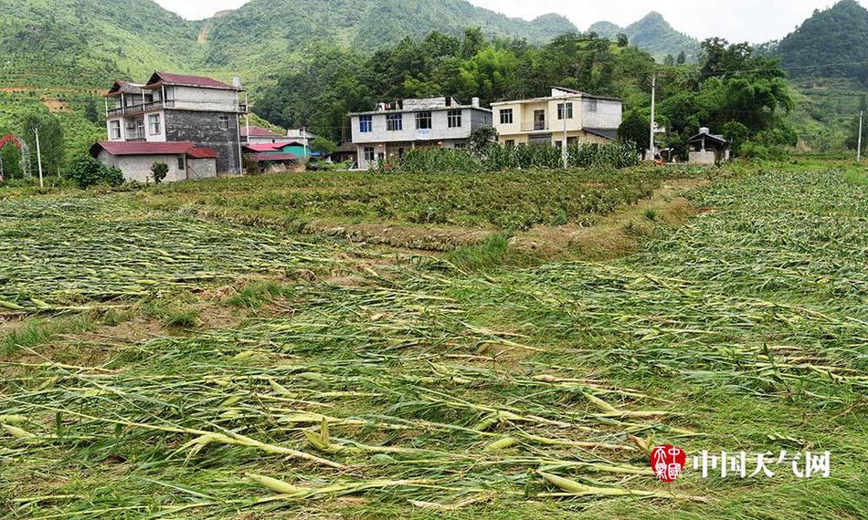 甘雨げんこつやまの腿法娴熟