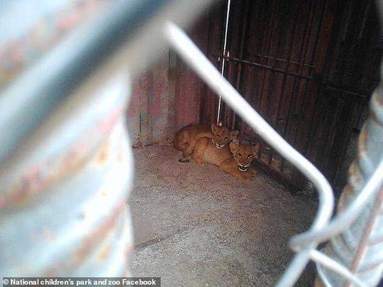 最猛欧美老妇人老妇人猛交在线观看