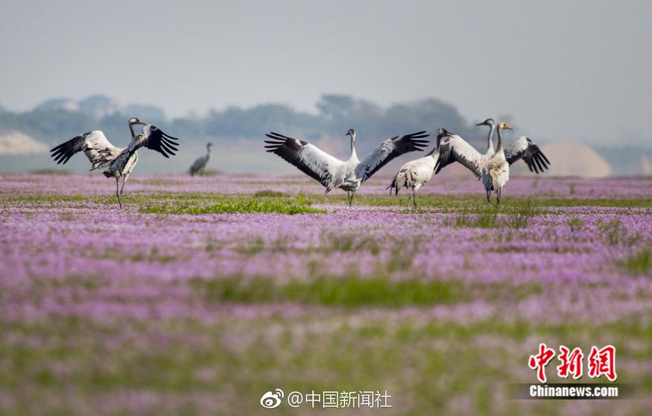 三级韩国片在线观看