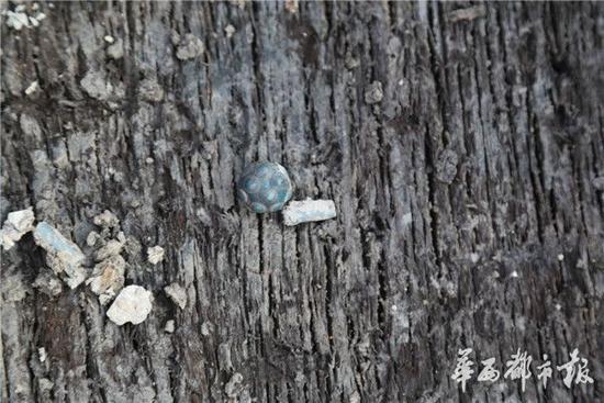 欧美人与禽ZOZZO性之恋的特点
