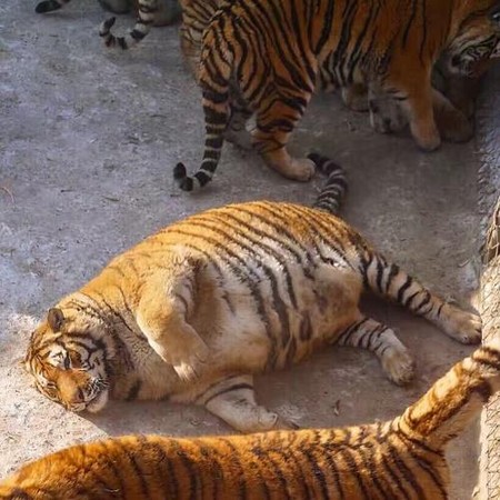 高木同學
