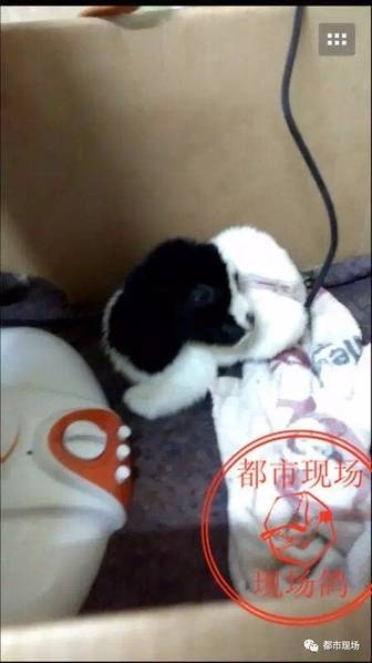 日本春藥