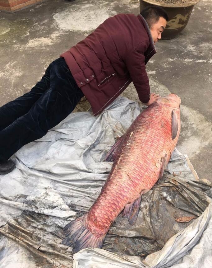一及毛片