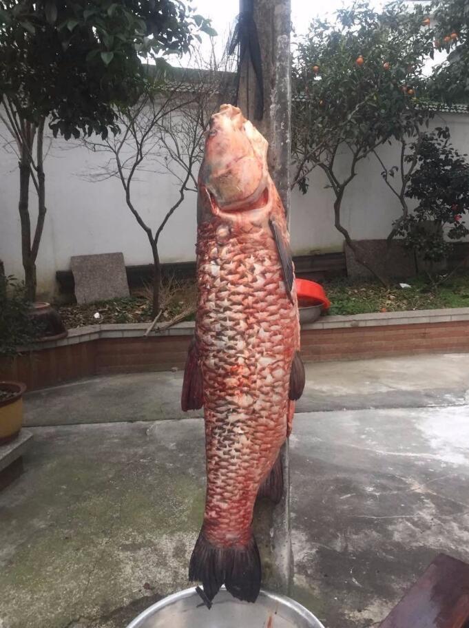 小林芽衣